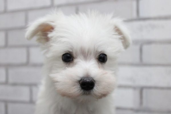 ミックス（ハーフ犬）