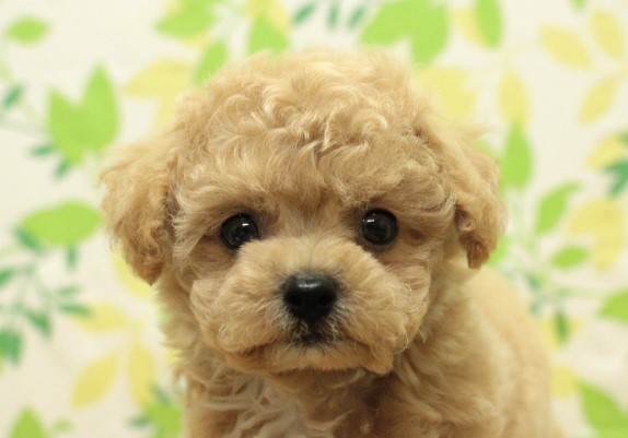 ミックス（ハーフ犬）