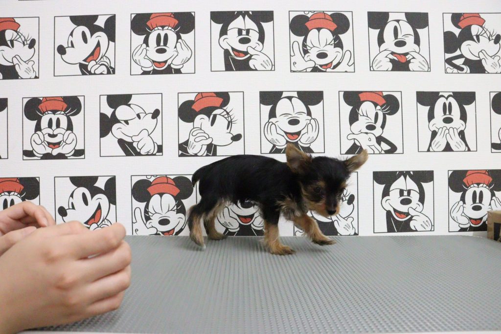 🐶在犬さんの紹介🐶 - 子犬・子猫をお探しならペットショップ プチマリア