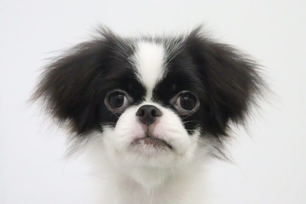 ミックス（ハーフ犬）