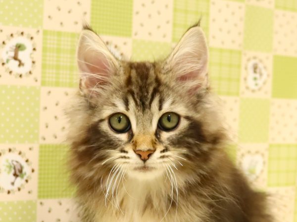 ノルウェージャンフォレストキャット
