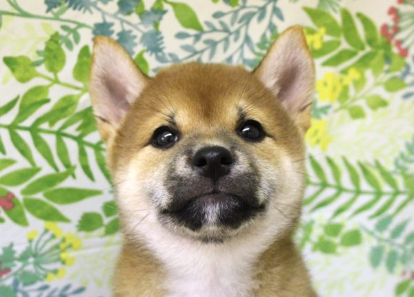 柴犬