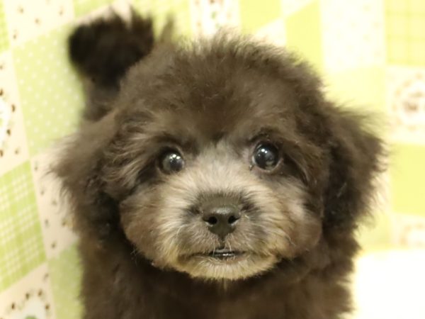 トイプードル