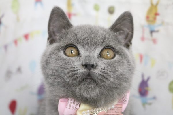 ブリティッシュ