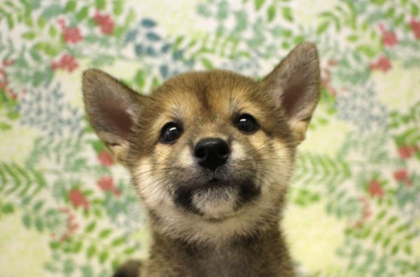 柴犬