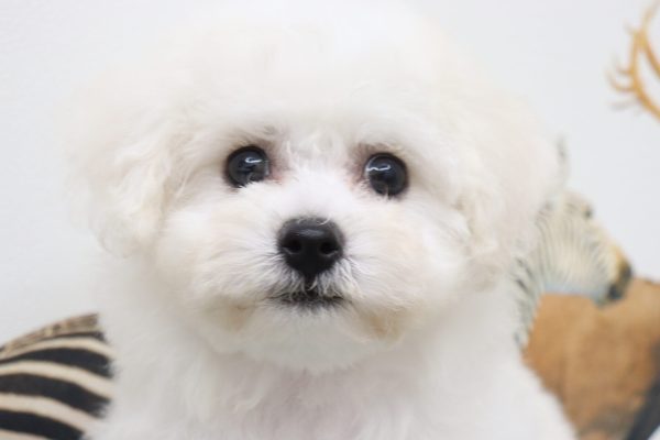ビションフリーゼ