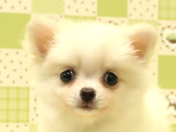 ポメチワ