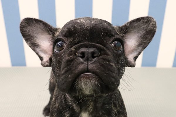 フレンチブルドッグ