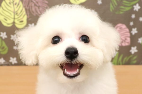 ビションフリーゼ
