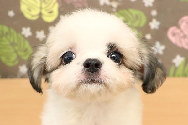ミックス（ハーフ犬）