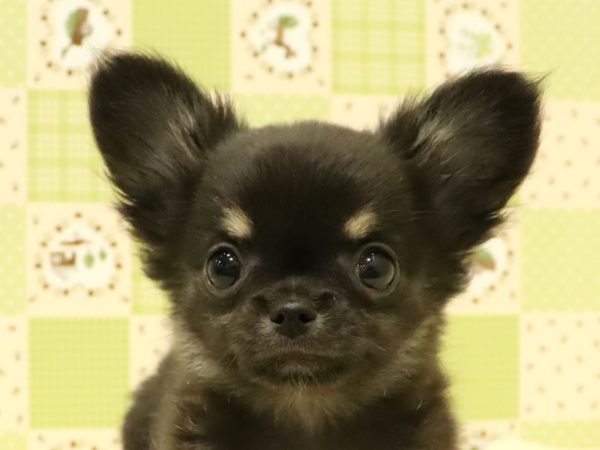 チワワ
