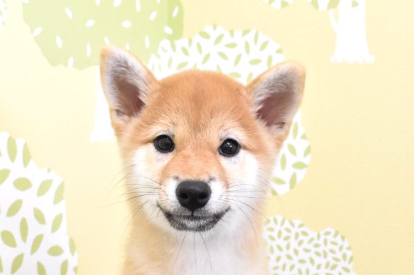 柴犬