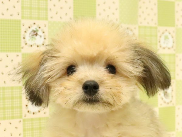 ポメプー