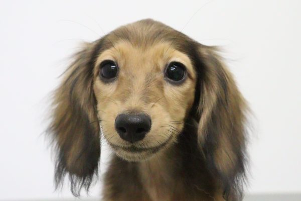 ミニチュアダックスフンド
