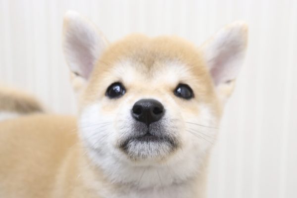 柴犬
