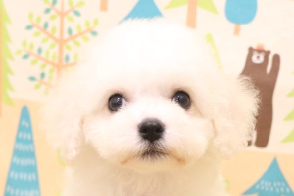 ビションフリーゼ