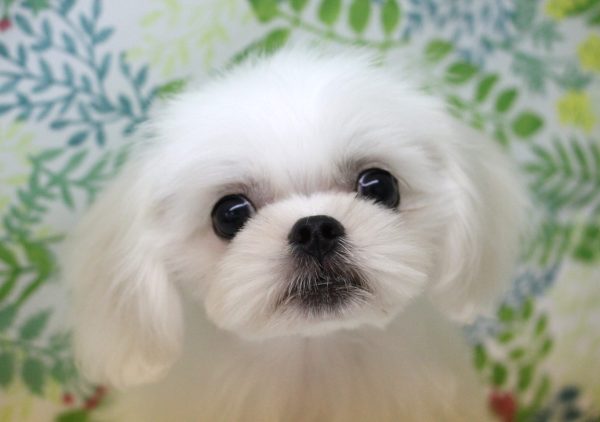 ミックス（ハーフ犬）