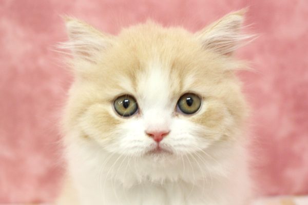 ブリティッシュ