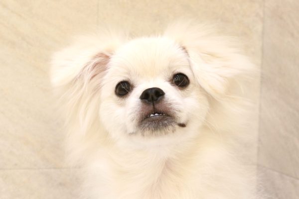 ミックス（ハーフ犬）