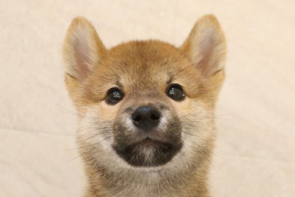 柴犬