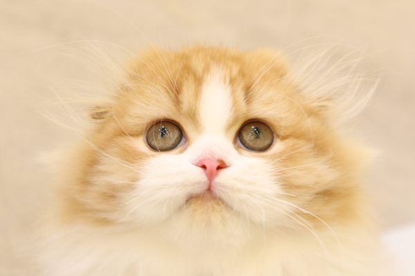 スコティッシュ
