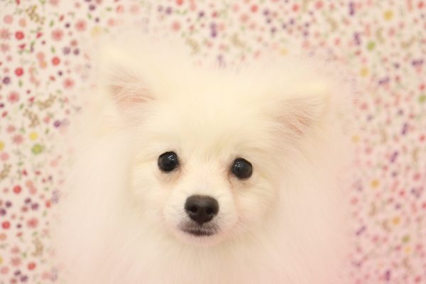 ポメラニアン