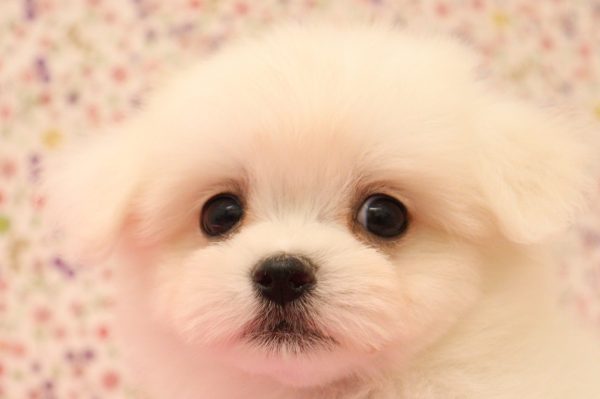 マルプー