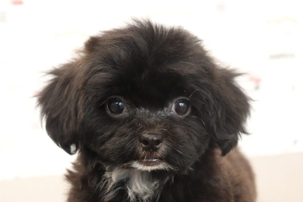 ミックス（ハーフ犬）