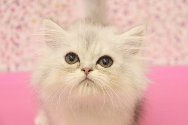 エキゾチック