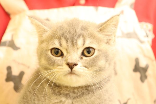 ブリティッシュ