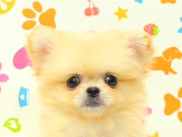 ミックス（ハーフ犬）