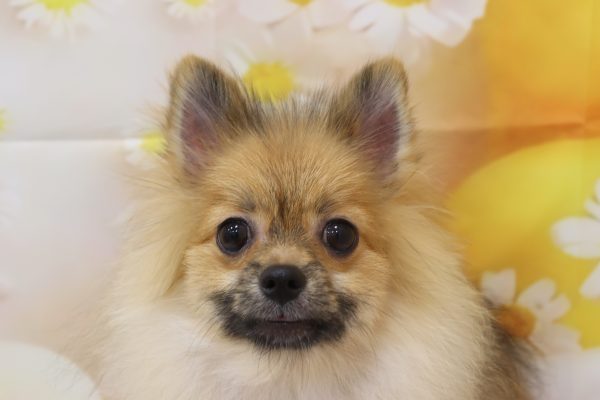 ポメラニアン