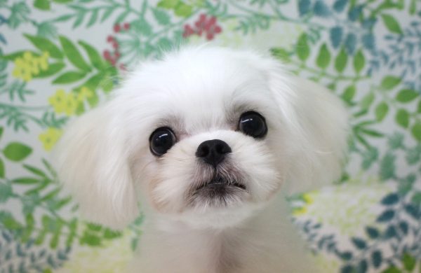 ミックス（ハーフ犬）