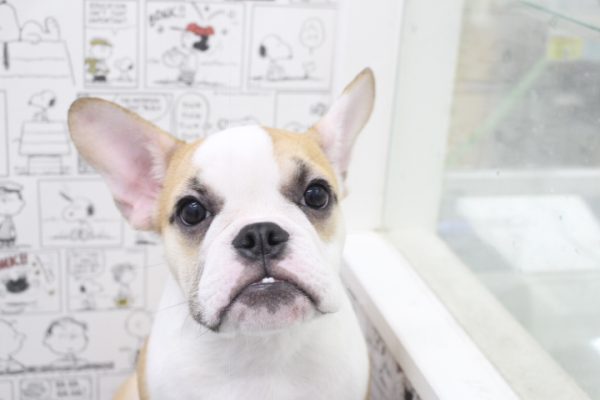 ミックス（ハーフ犬）