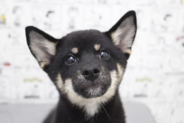 柴犬