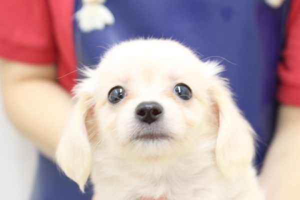 チワックス