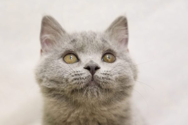 ブリティッシュ