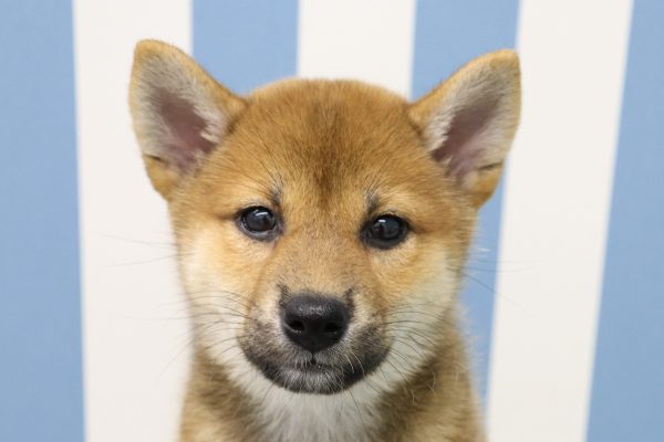 柴犬