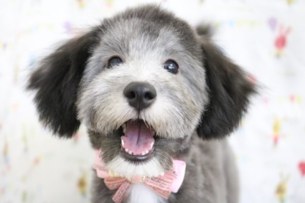 ミックス（ハーフ犬）