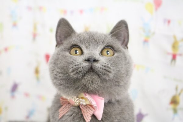 ブリティッシュ