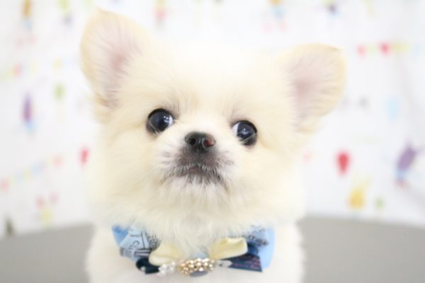 ミックス（ハーフ犬）