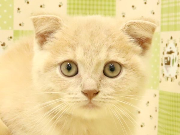 スコティッシュ