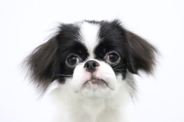 ミックス（ハーフ犬）