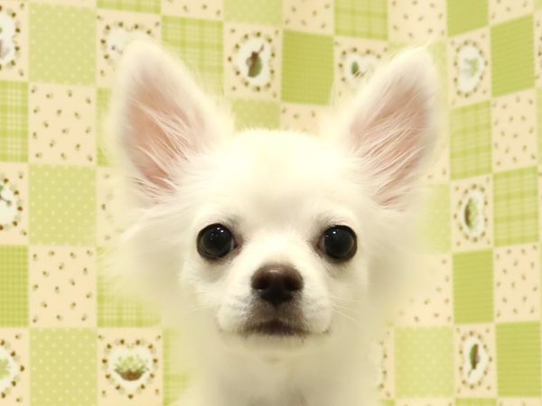チワワ
