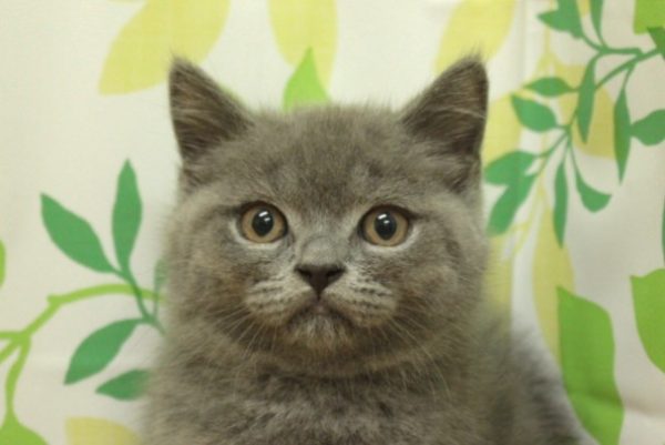 ブリティッシュ