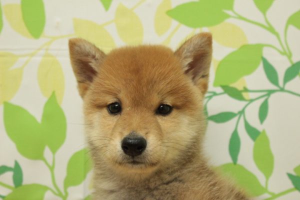 柴犬