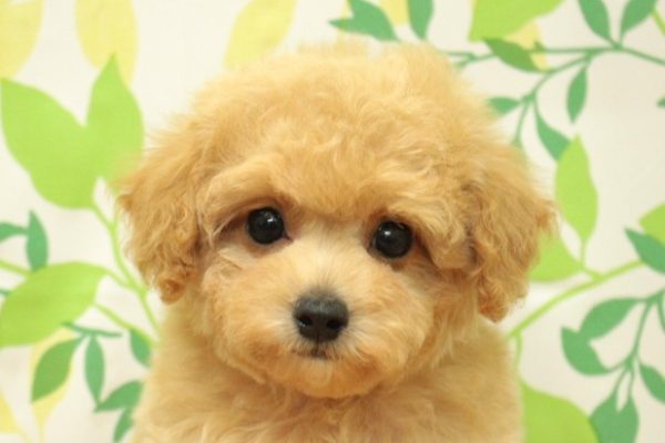 ミックス（ハーフ犬）