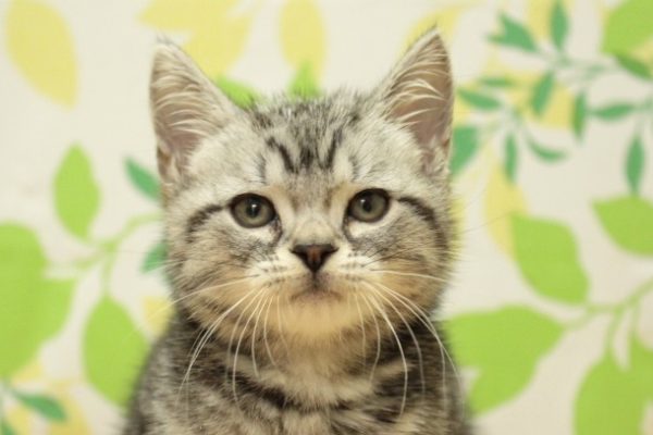 アメリカンショートヘア