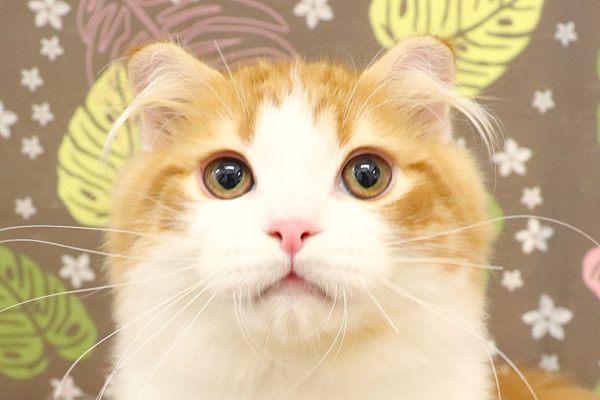 スコティッシュ