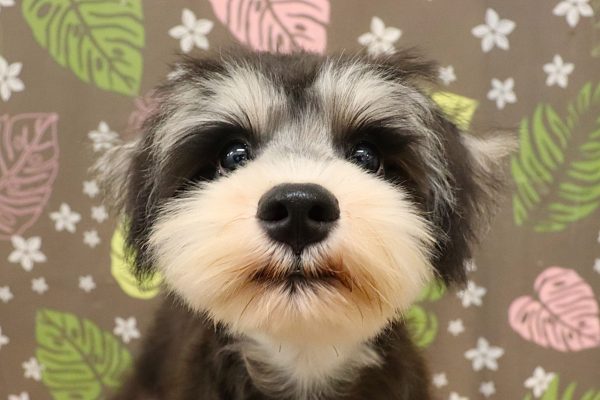 ミニチュアシュナウザー